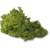 Lechuga Lisa / Hoja Invernáculo