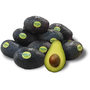 Palta Hass Propal (Chile)