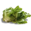 Lechuga Mantecosa