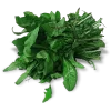 Amarga (Radicheta) x Atado