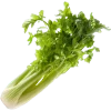 Apio x Planta