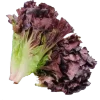 Lechuga Morada